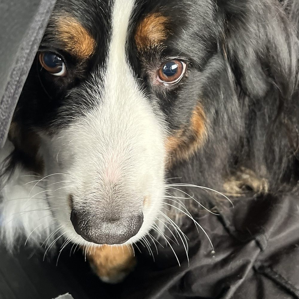 Cedric after his groom