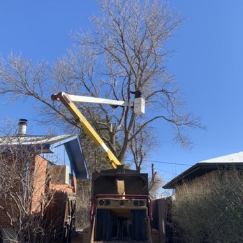 Senn's Tree Service - Ash trim - Tree Services Near Me - Arvada, Colorado