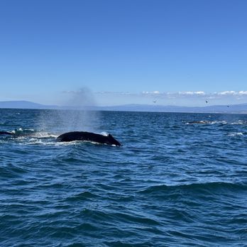 Discovery Whale Watch - Whale Watching Tours Near Me - Monterey, California Discovery Whale Watch - Whale Watching Tours Near Me - Monterey, California