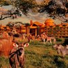 Disney's Animal Kingdom Lodge gift card