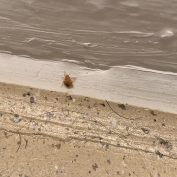 Bug Zappers Pest & Weed Control - Bed bug - Pest Control Near Me - Moore, Oklahoma