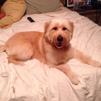 Shaggy's Mobile Dog Grooming - Our Honey looks, feels, and smells great! Very happy with Jessica and Lester's service. Thank you!!!! - Pet Groomers Near Me