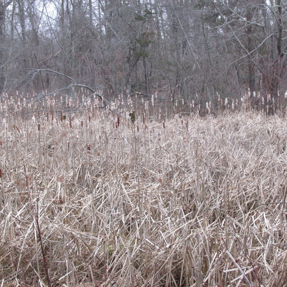 Steere Hill Trail - Lots of cool wildlife and plants - Hiking Near Me - Glocester, Rhode Island