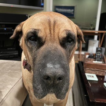Cali K9 - Gus whining to be petted at home. - Pet Training Near Me - San Jose, California