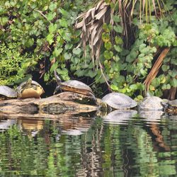 King's Landing - Turtles