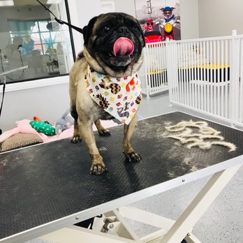 Puppy Pampering Pet Spa - All finished! - Pet Groomers Near Me - Rancho Cucamonga, California