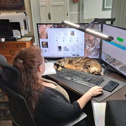 Chase Mobile Notary - Supervisor taking a cat‑nap while Eden runs a dual‑monitor notary workflow. High‑end setup, zero productivity lost.