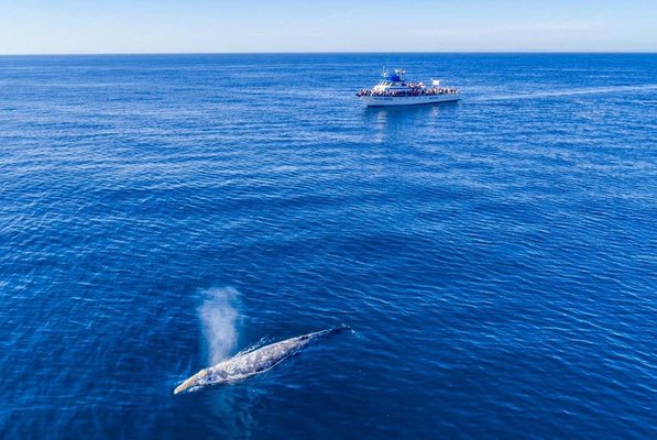 Dana Wharf Sportfishing & Whale Watching Dana Point by null