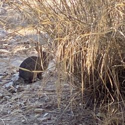 Deervale-Stone Canyon Park - Wild bunny  rabbit