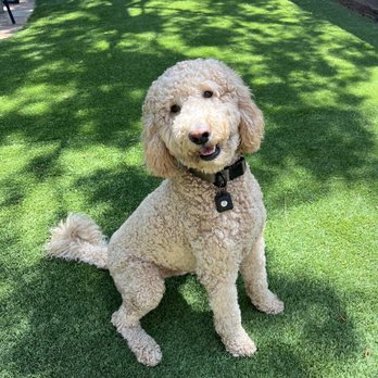Angel Pet Grooming Gallery - This is how he looks when groomed properly. - Pet Groomers Near Me - Placentia, California Angel Pet Grooming Gallery - This is how he looks when groomed properly. - Pet Groomers Near Me - Placentia, California