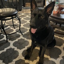 Foothills Veterinary Hospital - Happy boy