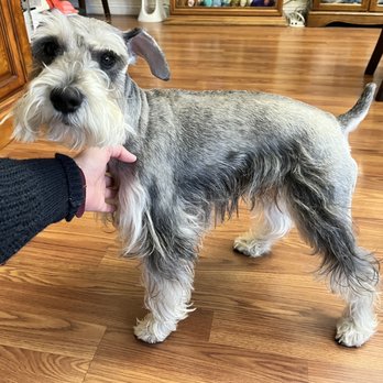 Mutt Cutts Dog Spa - Look at that schnauzer skirt - Pet Groomers Near Me - Chino, California