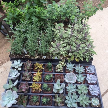 Rainbow Gardens - Herbs and baby succulents - Nurseries & Gardening Near Me - San Antonio, Texas