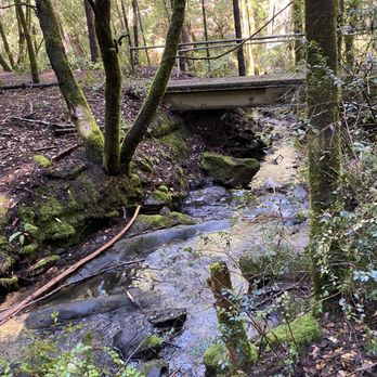 Montgomery Woods State Reserve - Parks Near Me - Ukiah, California