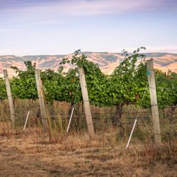 Moonbase Cellars - Moonbase Cellars Estate Vineyard