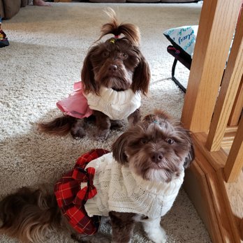 Primarily Design and Photography - Two dressed up puppies ready for company - Pet Photography Near Me Primarily Design and Photography - Two dressed up puppies ready for company - Pet Photography Near Me