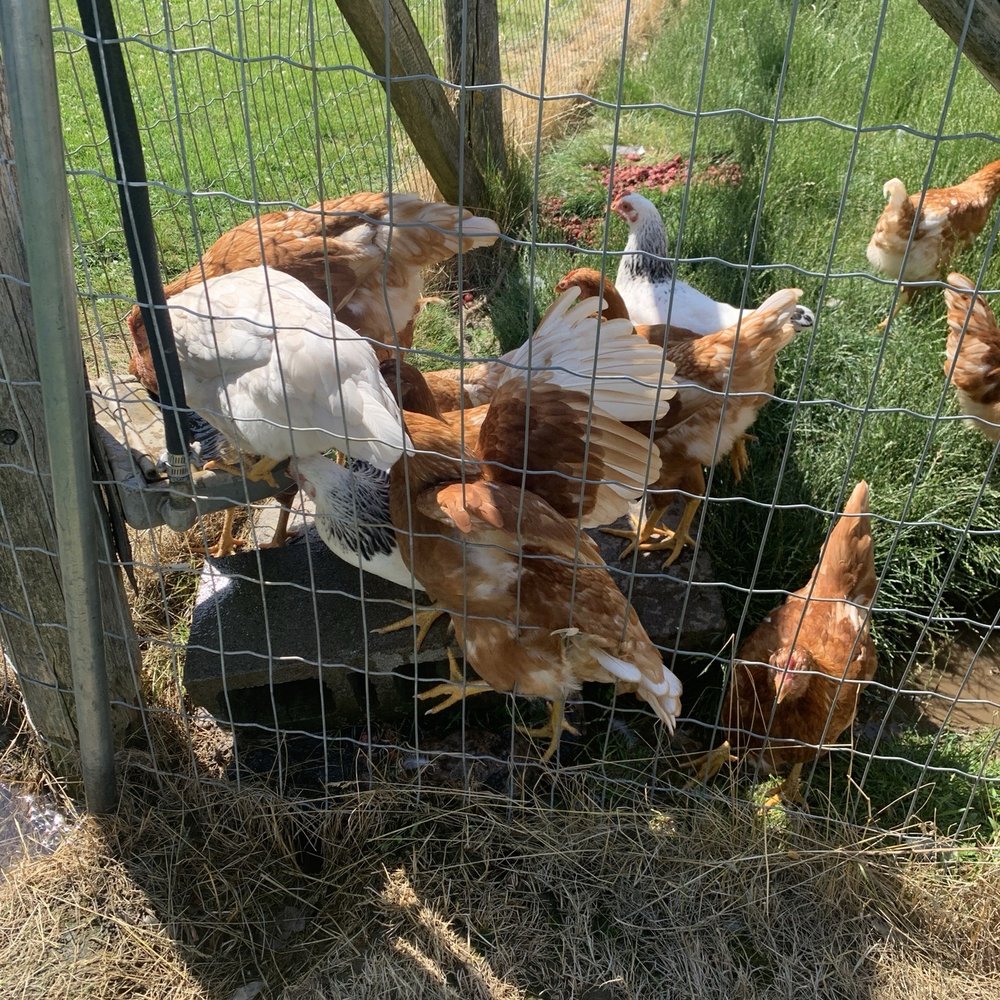 Brooks Farms - Chickens - Farmers Market Near Me - Durham, Ontario