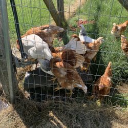 Brooks Farms - Chickens
