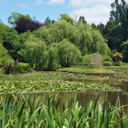Wicked Wanders - Waihi Waterlilly Gardens