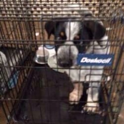 Stars Animal Rescue - This dog is crates 24/7 in her own urine with no food or water