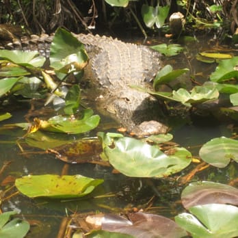 gator park - Boat Tours Near Me - Miami, Florida gator park - Boat Tours Near Me - Miami, Florida