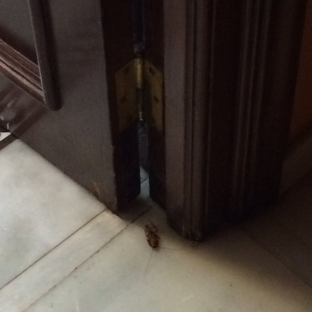 A cockroach at the bathroom door. Very interesting.