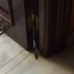 A cockroach at the bathroom door. Very interesting.