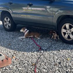 Rowland Veterinary Services - Wait to go to vet