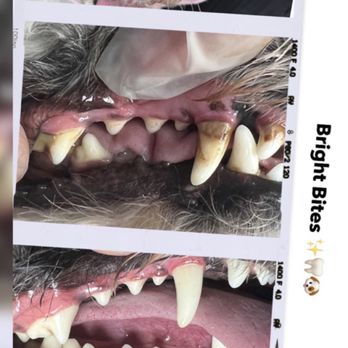 Bright Bites - Three year old twin. - Veterinarians Near Me Bright Bites - Three year old twin. - Veterinarians Near Me