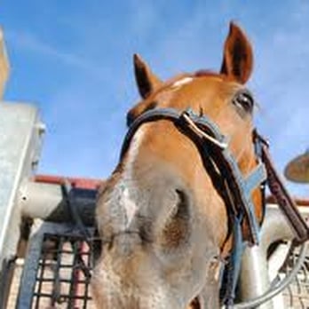 Aaa Moore Park Stables - Horseback Riding Near Me - Centennial Park, NSW