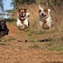 Photo of The Pooch Professor Doribeth Elkins