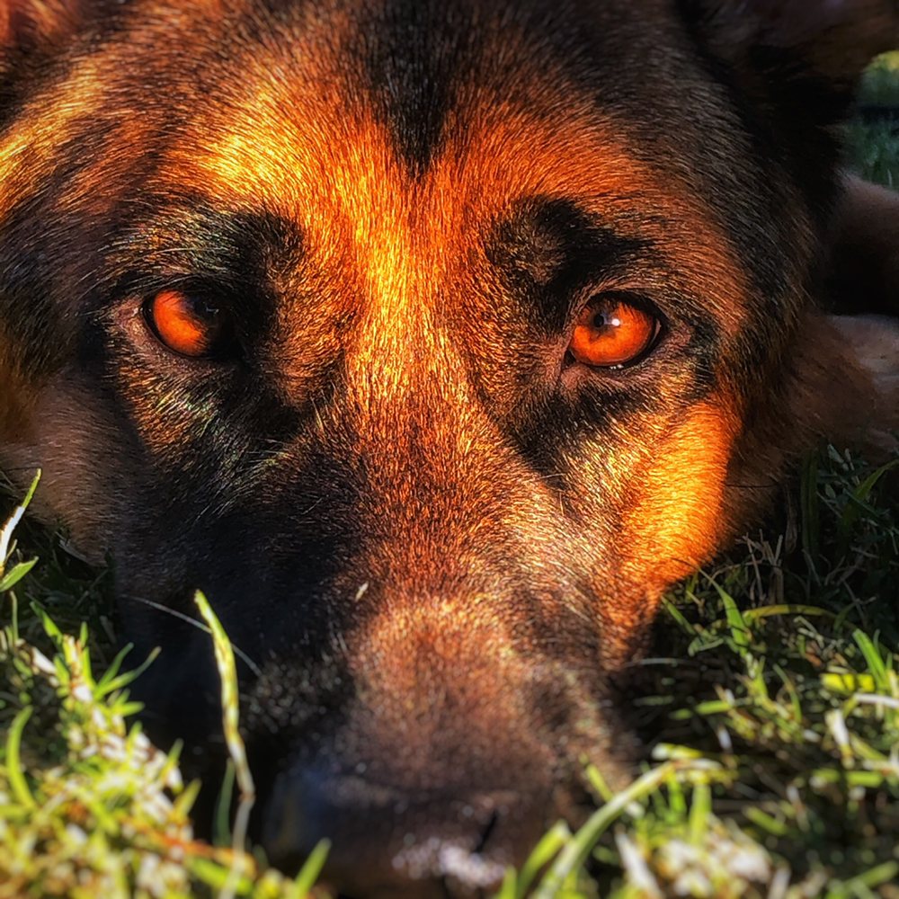 LORENZO’S DOG TRAINING TEAM Updated September 2024 19 Photos & 10