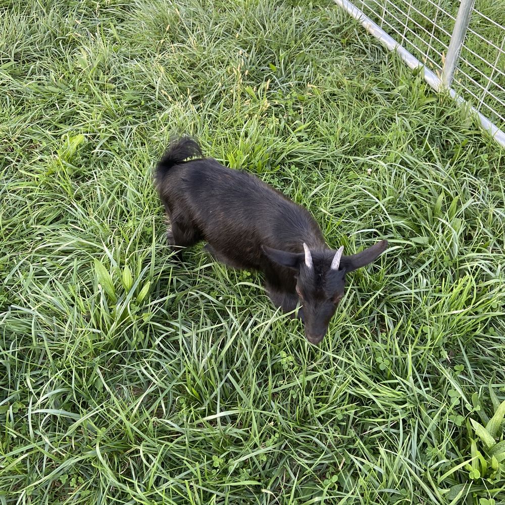 Oinking Acres Farm - Jet was a cute goat - Attraction Farms Near Me - Brownsburg, Indiana Oinking Acres Farm - Jet was a cute goat - Attraction Farms Near Me - Brownsburg, Indiana