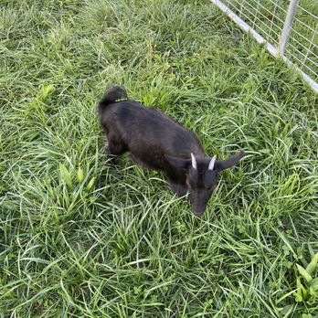 Oinking Acres Farm - Jet was a cute goat - Attraction Farms Near Me - Brownsburg, Indiana