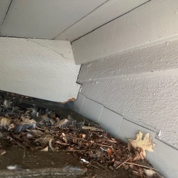 Pro Insulation & Rodents - Insulation Installation Near Me
