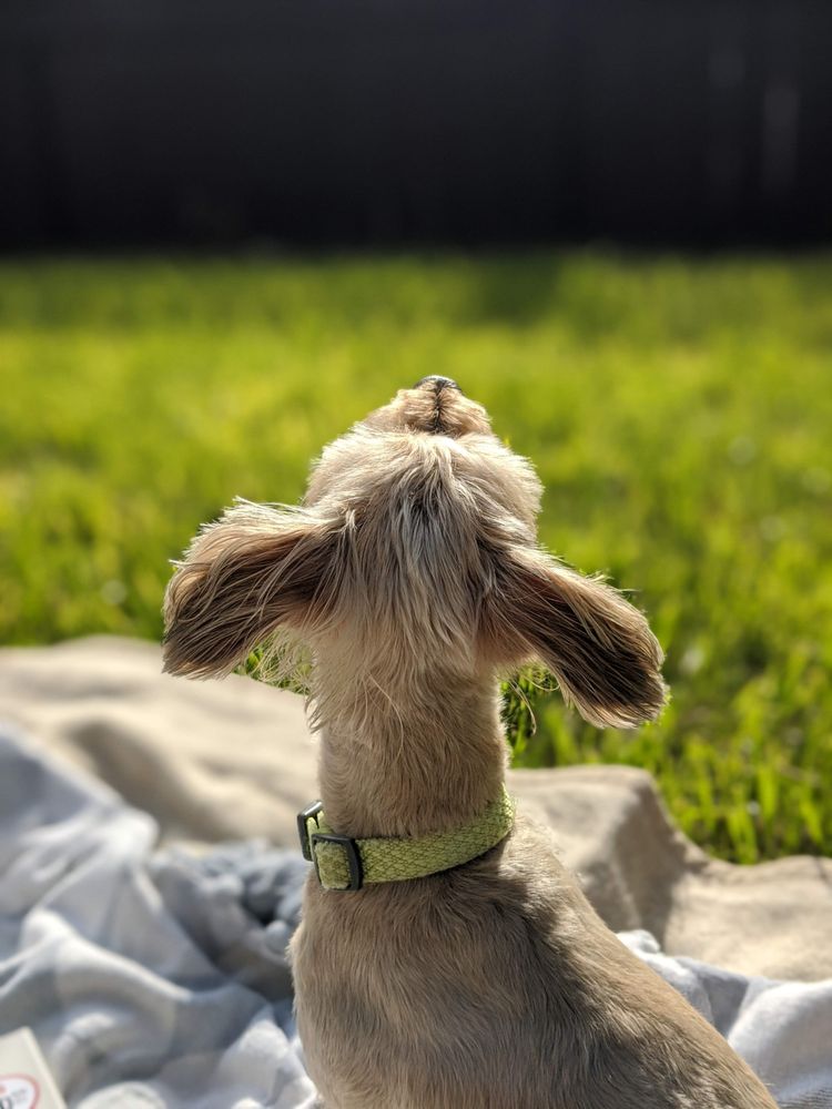 PAWS & BOWS PET GROOMING Updated March 2024 187 Photos & 202