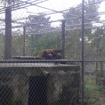 Everglades Outpost - Sad, depressed bear.. - Zoos Near Me - Homestead, Florida Everglades Outpost - Sad, depressed bear.. - Zoos Near Me - Homestead, Florida