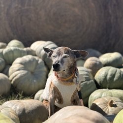 The Robinson Family Farm - Miley with Pumpkins