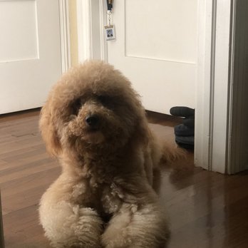 Cori's Creative Grooming - Pet Groomers Near Me - Miami, Florida
