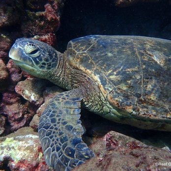Reef Guides - Tours Near Me