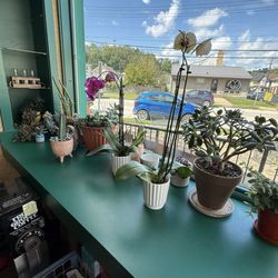 Wheeling Coffee Shoppe - Cute plants inside