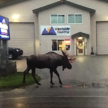 Westside Flooring - a moose crossing the street - Flooring Near Me - Anchorage, Alaska Westside Flooring - a moose crossing the street - Flooring Near Me - Anchorage, Alaska