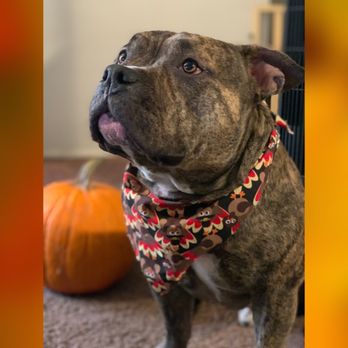 Petco - Groomed by Blanca ! - Pet Stores Near Me - Whittier, California Petco - Groomed by Blanca ! - Pet Stores Near Me - Whittier, California