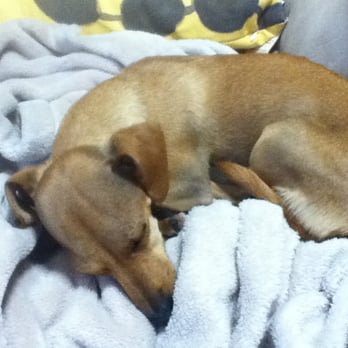 Puppy Land - Peanut the Chiweenie relaxing at home after her Puppy Land dog cleaning. - Pet Stores Near Me - Los Angeles, California