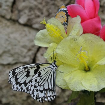 琉宮城蝶々園 14 Photos 字山川390 1 国頭郡 本部町 沖縄県 Japan Yelp