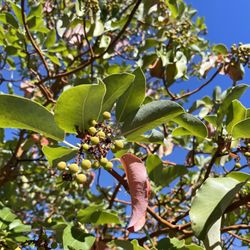 Monte Bello Open Space Preserve - You will see many of this Pacific Madrone on your hike.