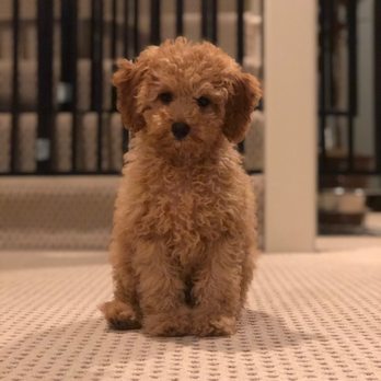 hornings farm puppies for sale