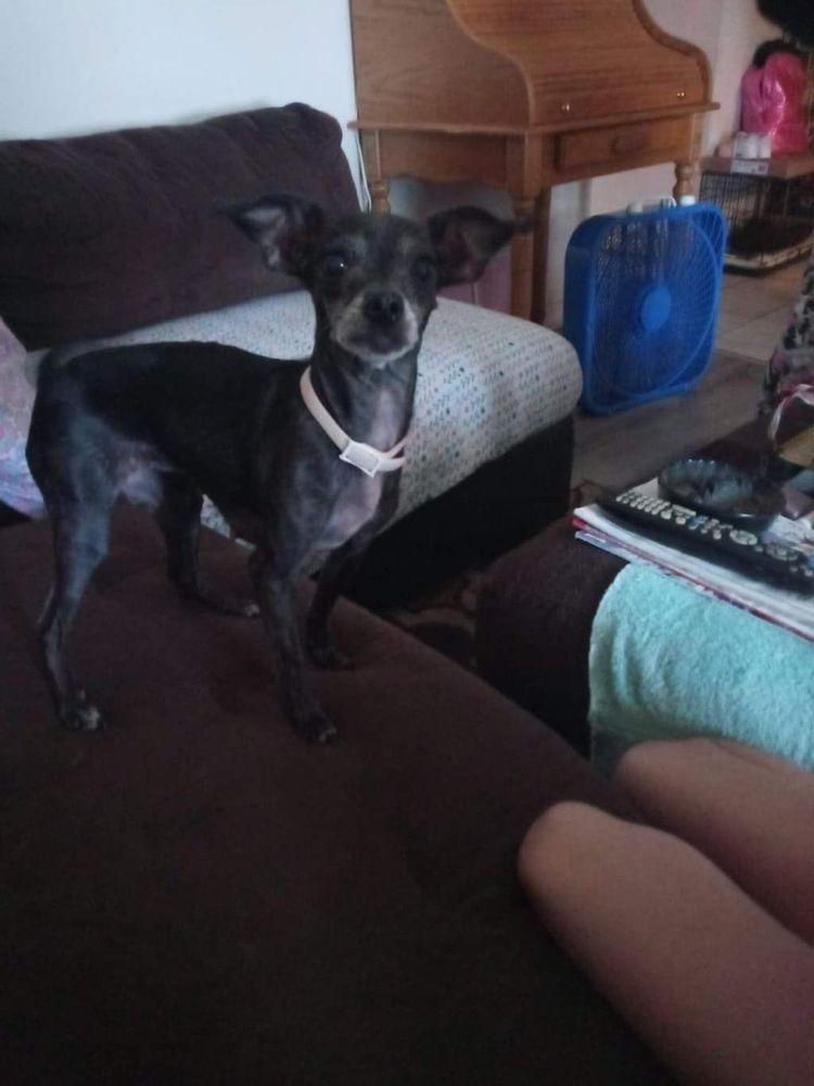 ULTRAPET MOBILE DOG GROOMING Updated October 2024 8 Catherine Rd