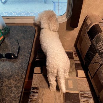 California Bichons - Camping in southern CA - Pet Breeders Near Me