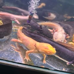 Coburg Aquarium - this is horrific animal abuse on the aquariums behalf. these axolotls are severely neglected.
